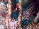 gal/Bonaire 2006/_thb_BrittleStars5x3.jpg